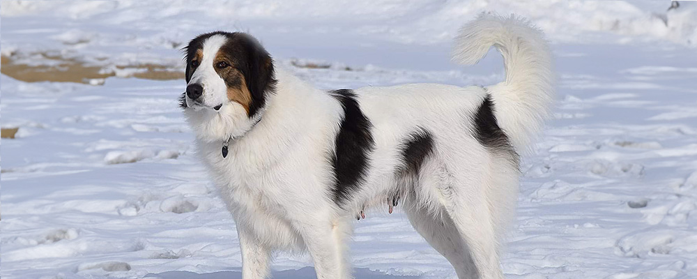 tri-colored tornjak standing in the snow