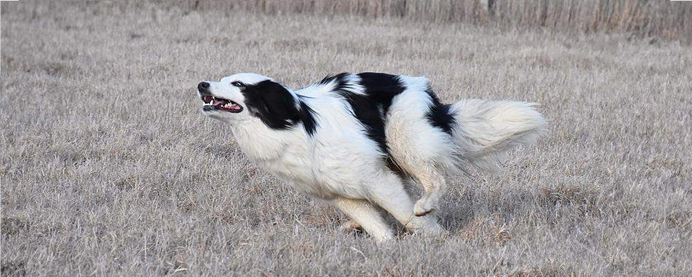 tornjak dog running in a field