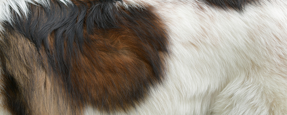 zoomed in view of a tornjaks fur coat