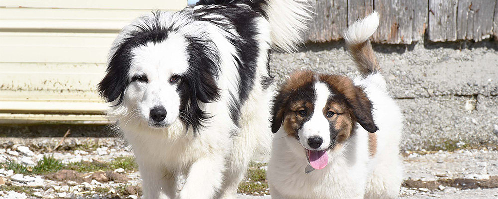 a black and white adult tornjak and a tan and white puppy tornjak running side by side