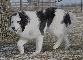 black and white colored tornjak