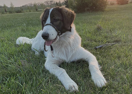 brown and white tornjak laying down outside