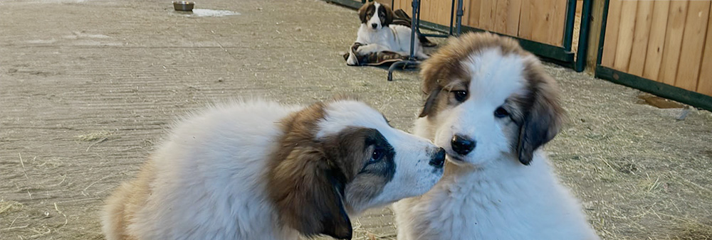 two tornjak puppies playing in a barn