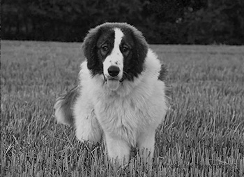 black and white photo of a tornjak standing in tall grass